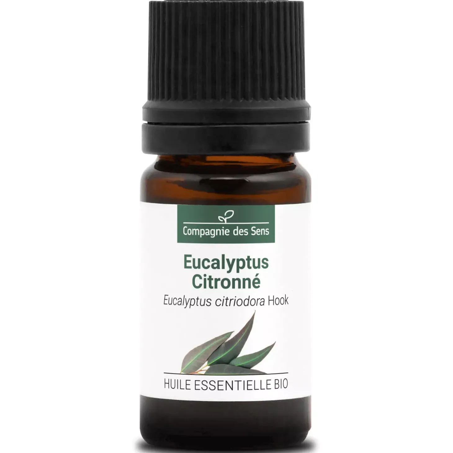Eucalyptus citronné