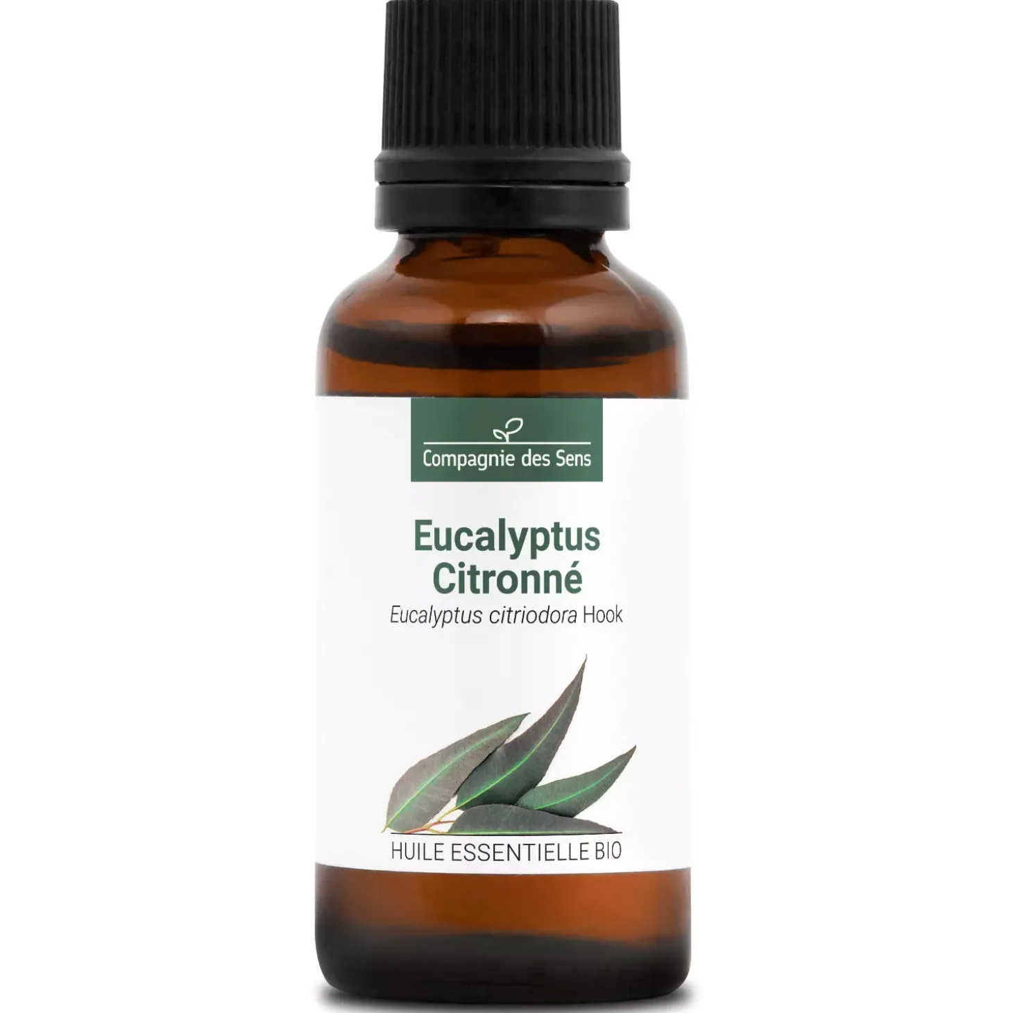 Eucalyptus citronné