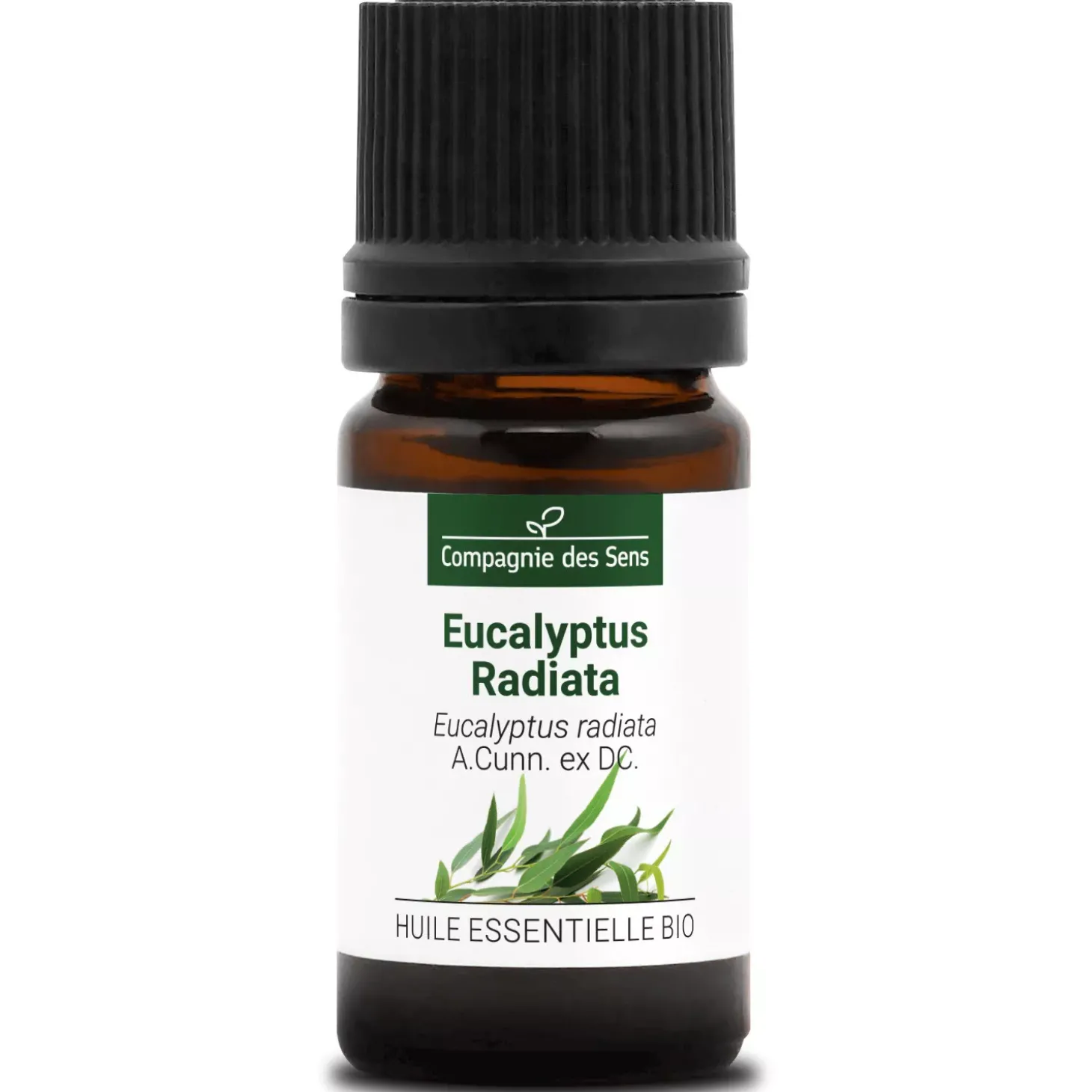Eucalyptus radiata