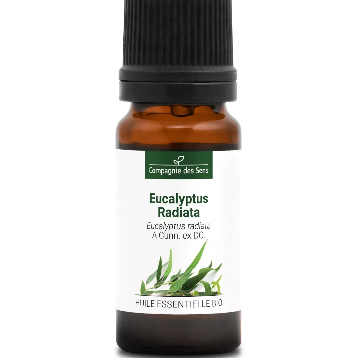 Eucalyptus radiata