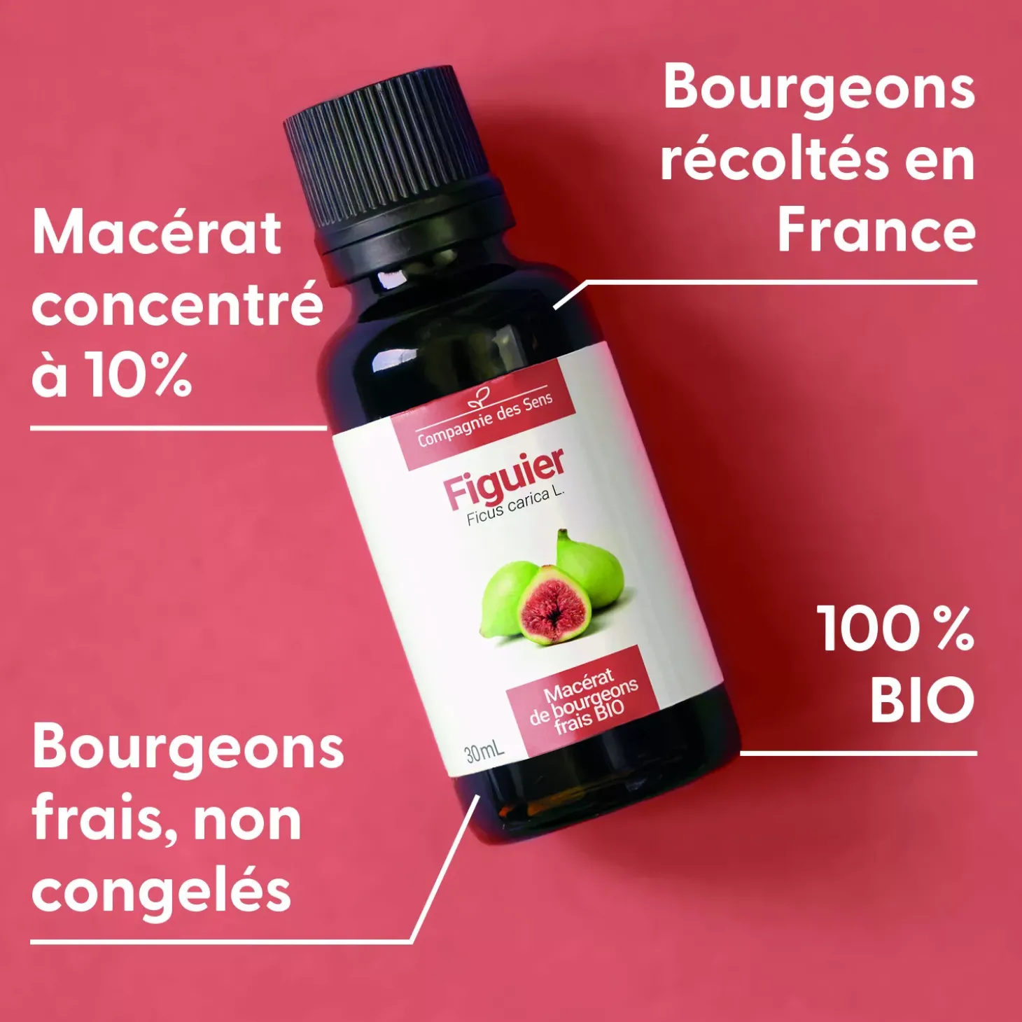 Figuier bio (Ficus Carica) – Macérat concentré de bourgeons frais