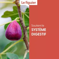 Figuier bio (Ficus Carica) – Macérat concentré de bourgeons frais