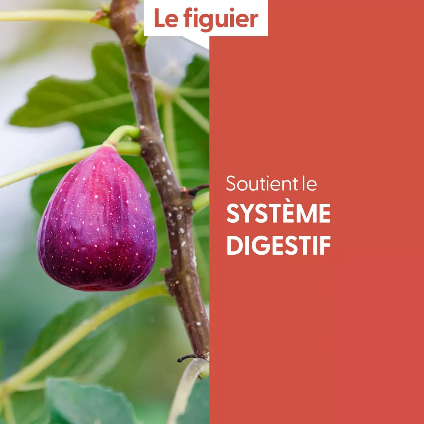 Figuier bio (Ficus Carica) – Macérat concentré de bourgeons frais