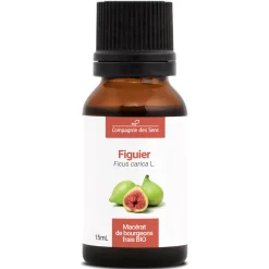 Figuier bio (Ficus Carica) – Macérat concentré de bourgeons frais