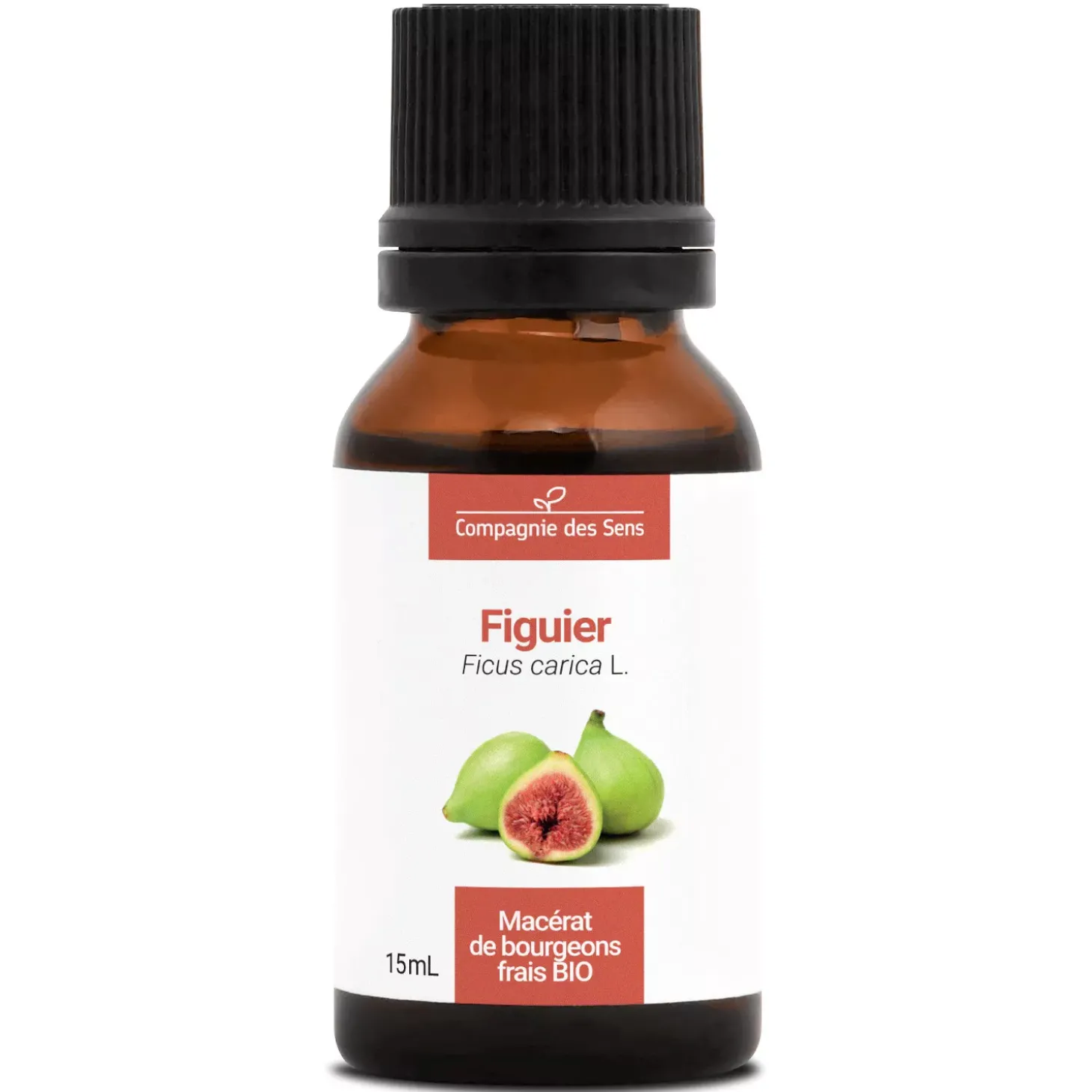 Figuier bio (Ficus Carica) – Macérat concentré de bourgeons frais