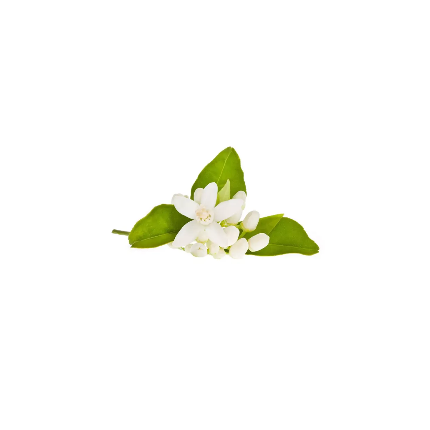 Fleur d'oranger