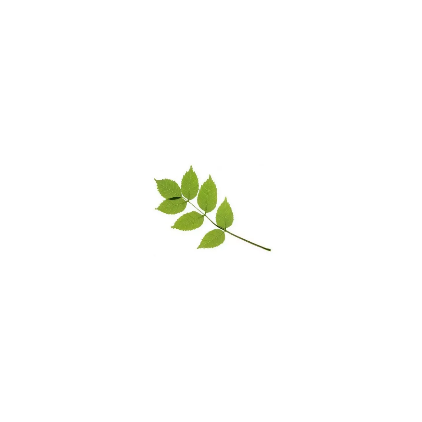 Frêne bio (Fraxinus Excelsior) – Macérat concentré de bourgeons frais