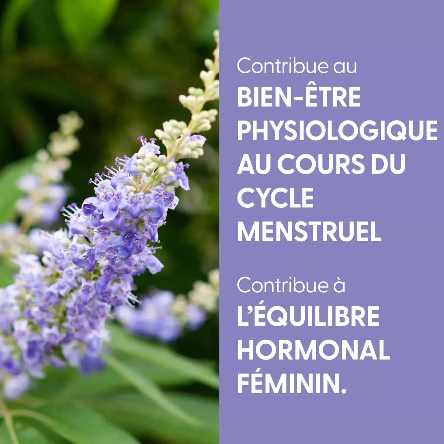 Gattilier bio (Vitex Agnus-Castus) – Extrait hydroalcoolique concentré