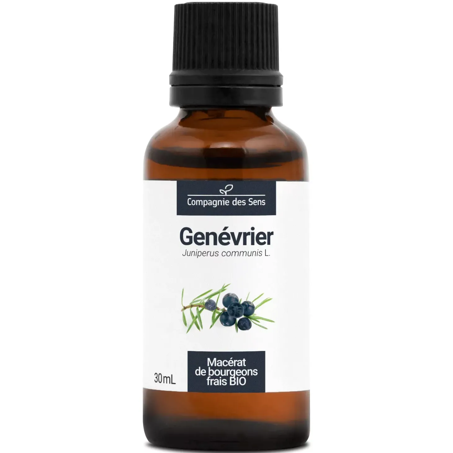 Genévrier bio (Juniperus Communis) – Macérat concentré de bourgeons frais