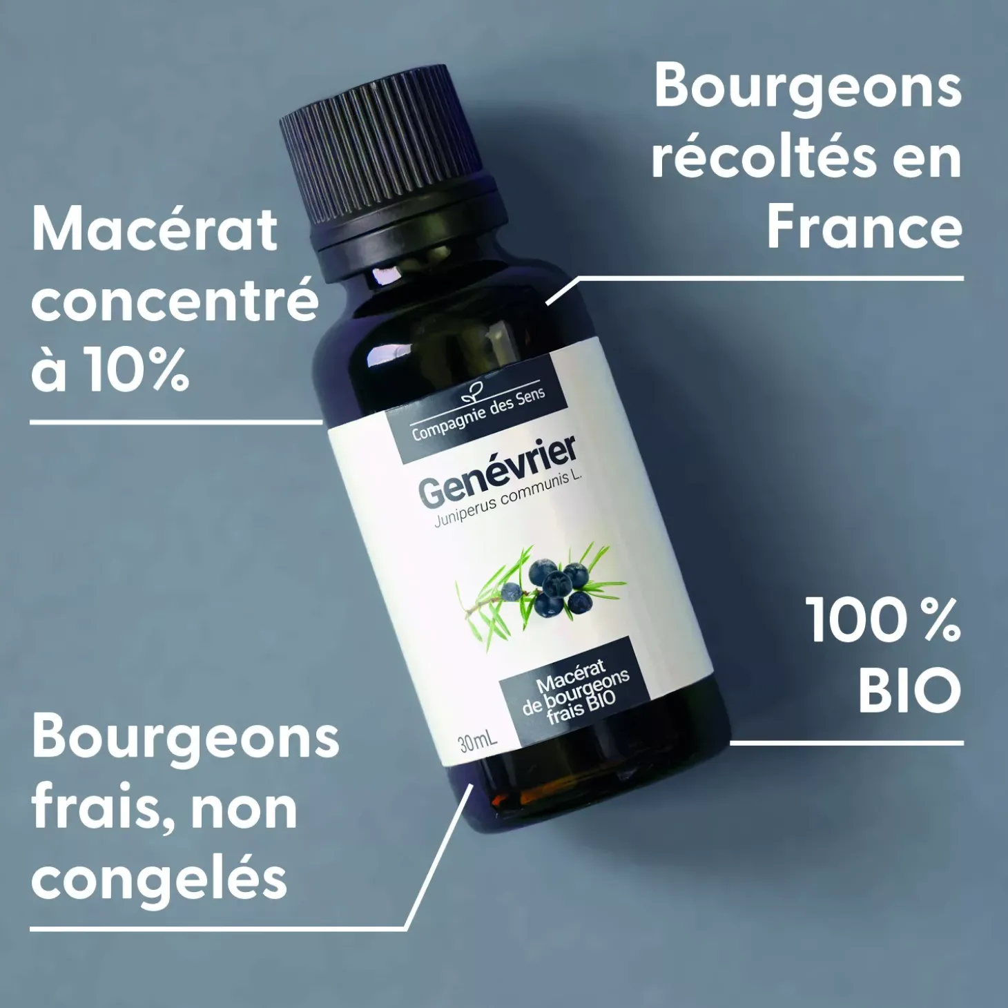 Genévrier bio (Juniperus Communis) – Macérat concentré de bourgeons frais