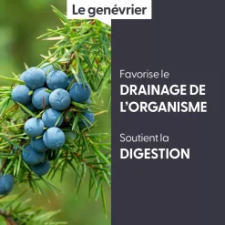 Genévrier bio (Juniperus Communis) – Macérat concentré de bourgeons frais