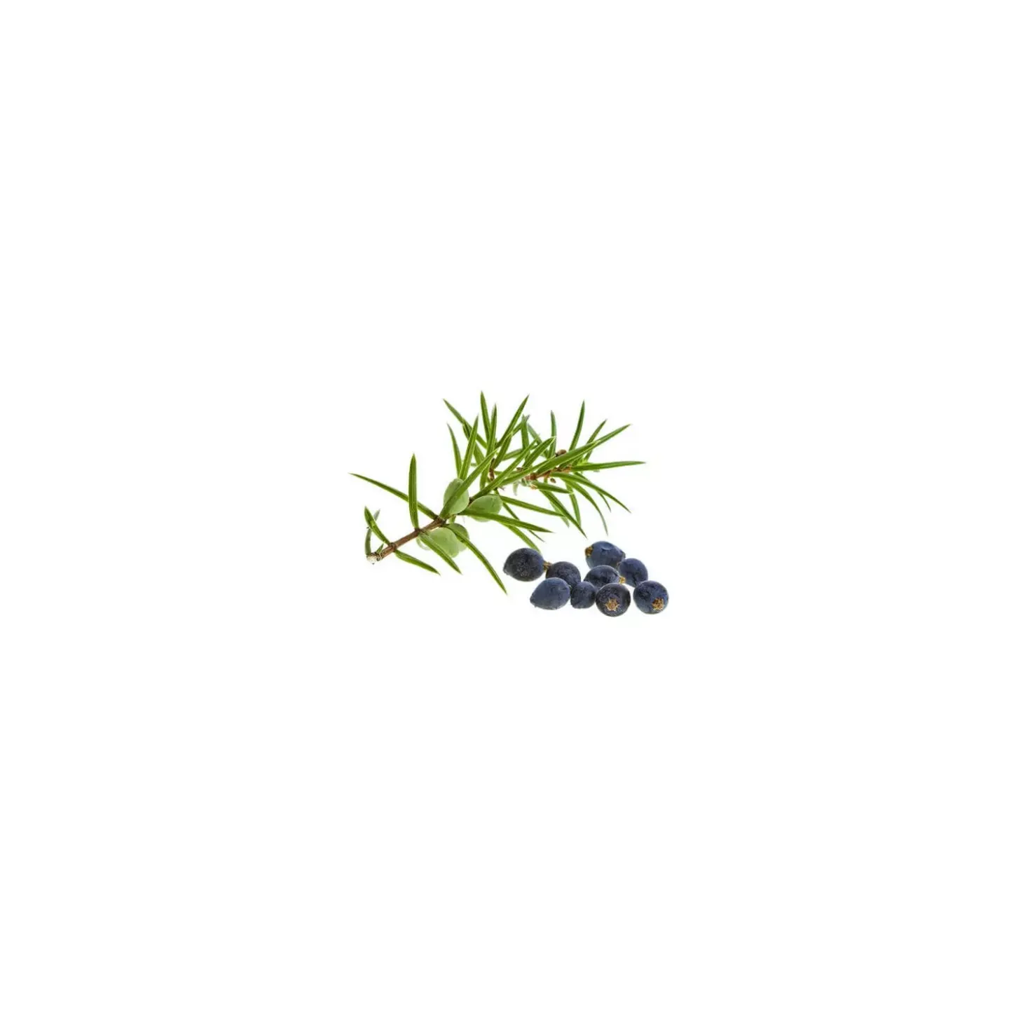 Genévrier bio (Juniperus Communis) – Macérat concentré de bourgeons frais