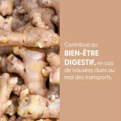Gingembre bio (Zingiber Officinale) – Extrait hydroalcoolique concentré