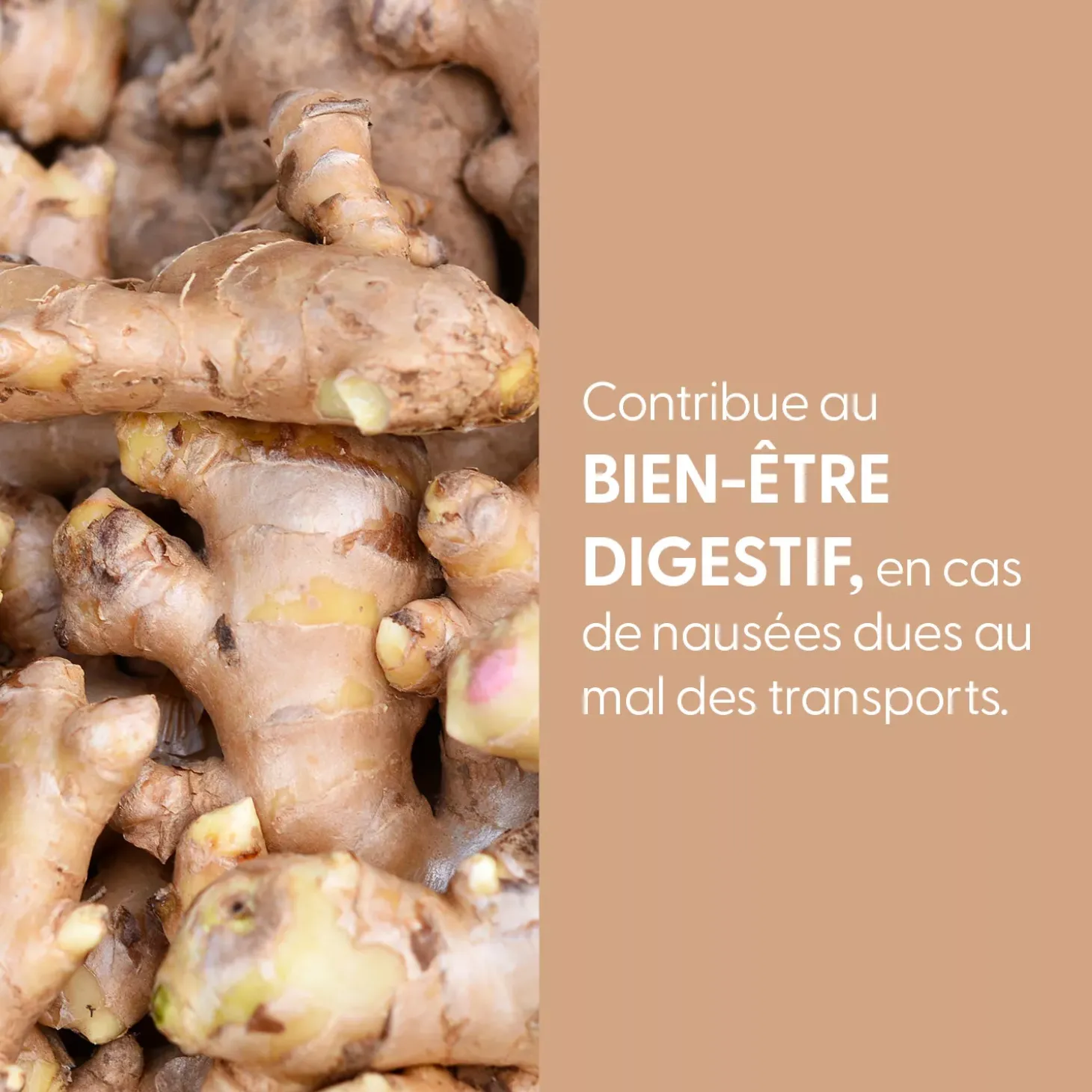 Gingembre bio (Zingiber Officinale) – Extrait hydroalcoolique concentré