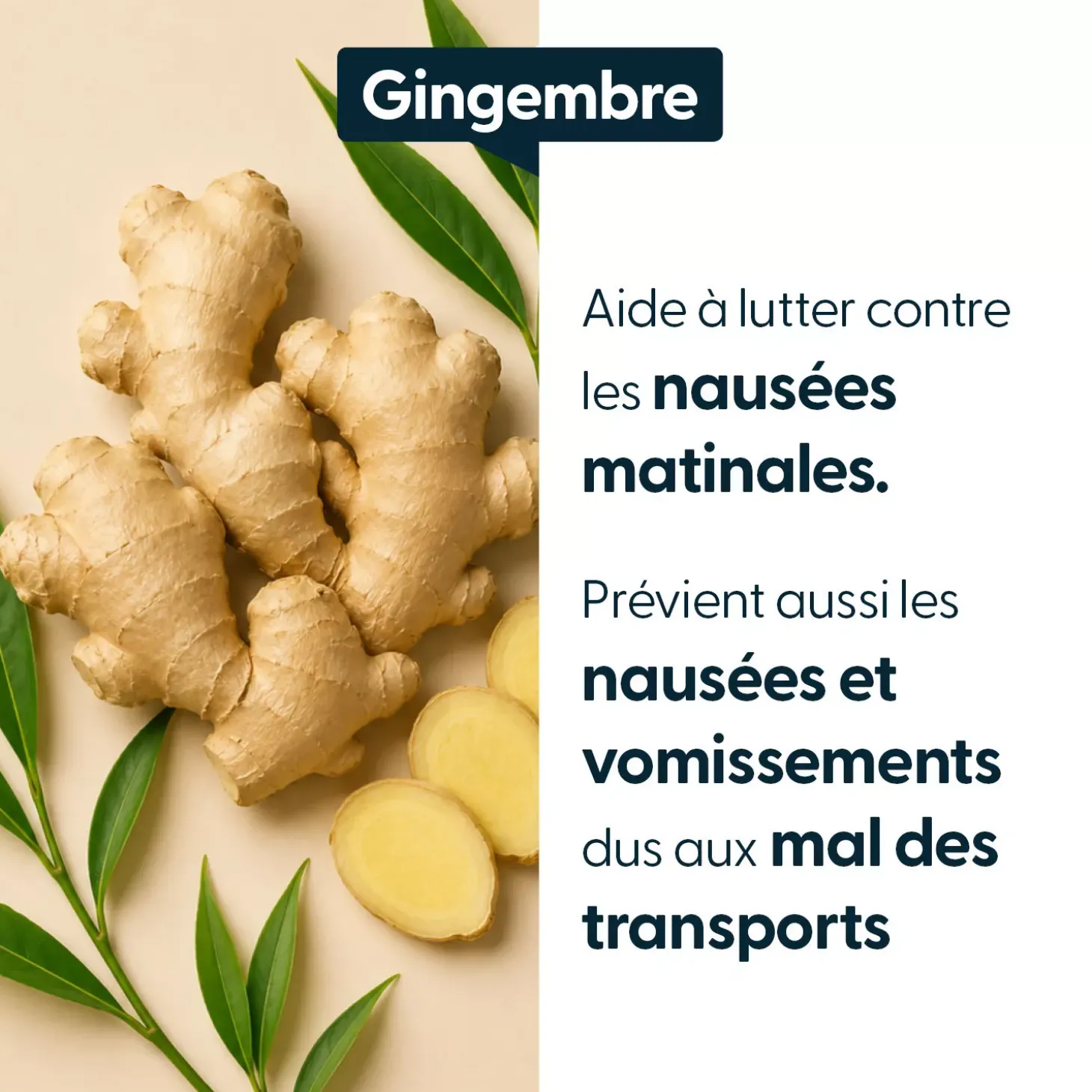 Gingembre concentré