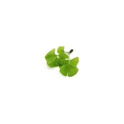 Ginkgo Biloba bio (Ginkgo Biloba) – Macérat concentré de bourgeons frais
