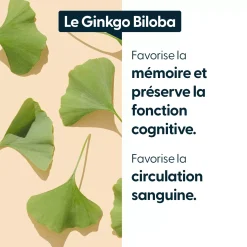 Ginkgo Biloba concentré