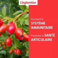 Églantier bio (Rosa Canina) – Macérat concentré de bourgeons frais
