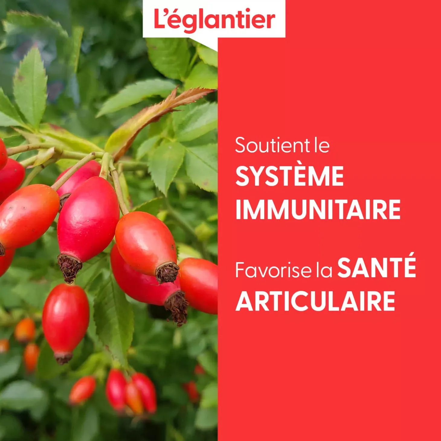 Églantier bio (Rosa Canina) – Macérat concentré de bourgeons frais
