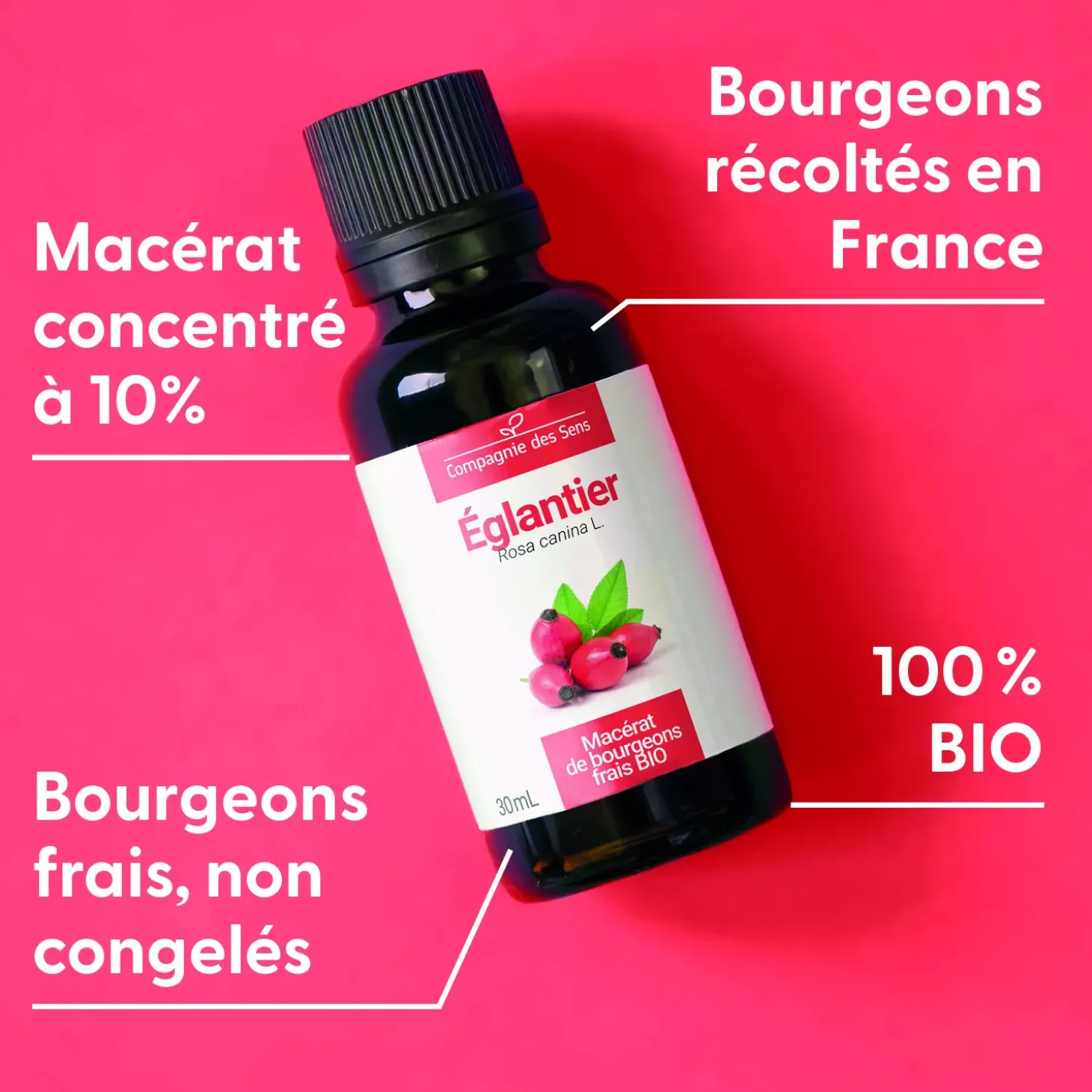 Églantier bio (Rosa Canina) – Macérat concentré de bourgeons frais