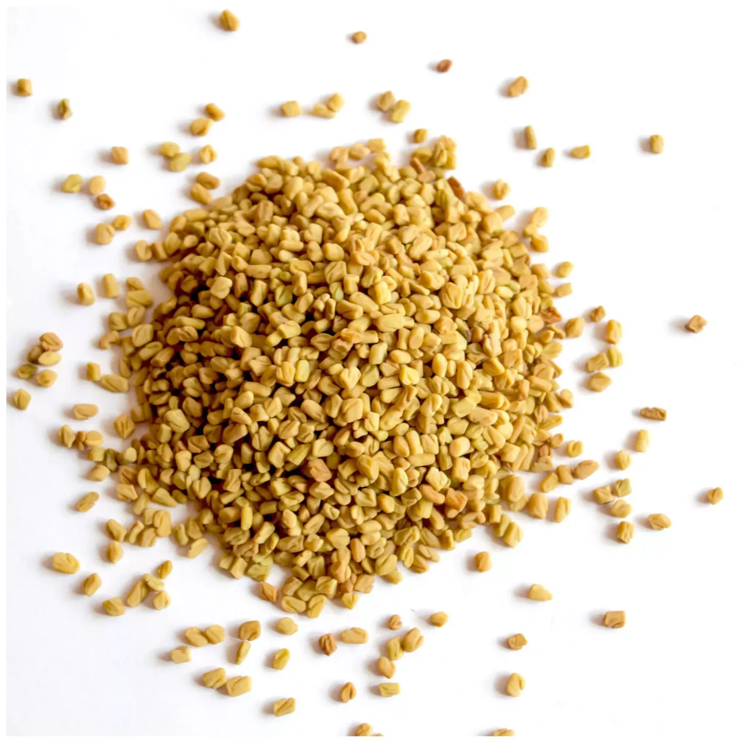 Graines de Fenugrec bio