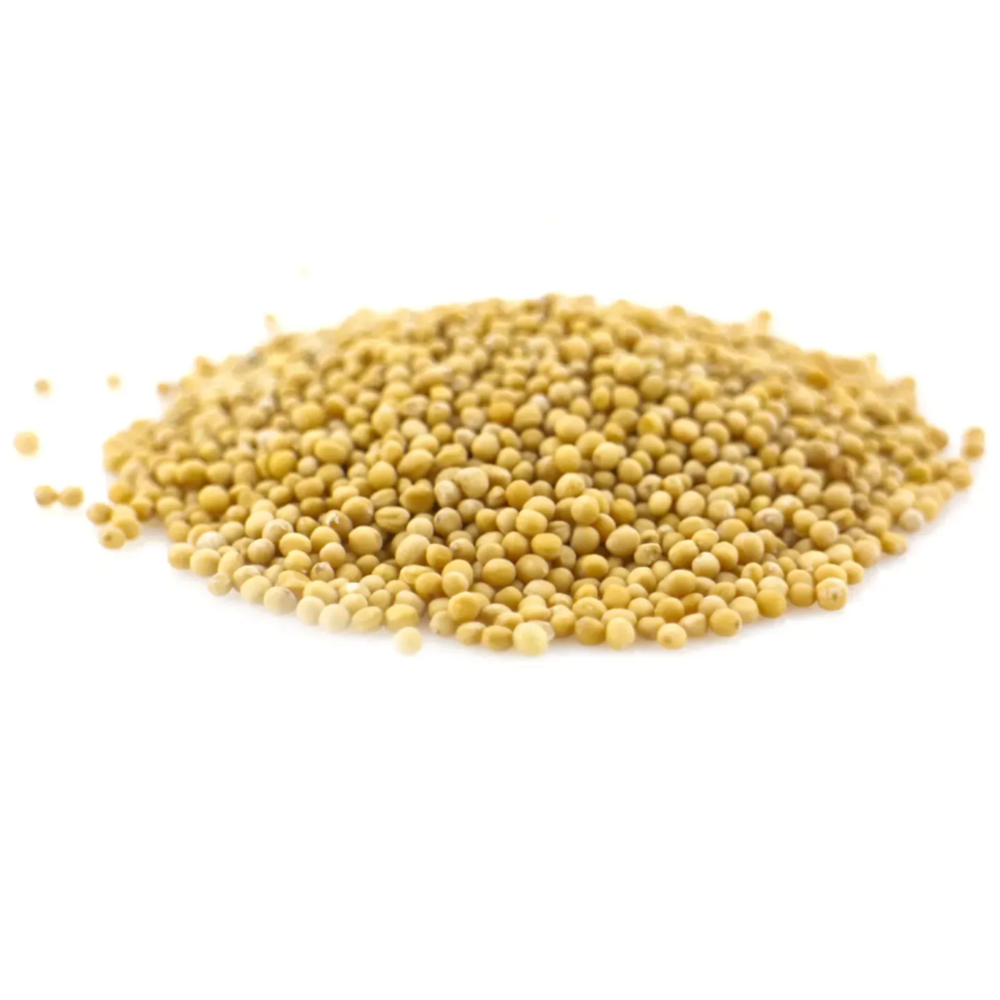 Graines de Moutarde jaune bio