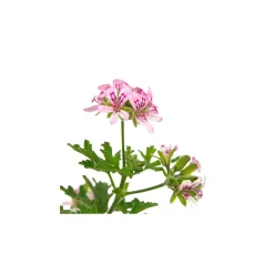 Géranium rosat