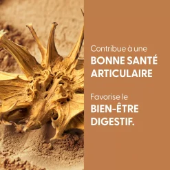Harpagophytum bio (Harpagophytum Procumbens) – Extrait hydroalcoolique concentré