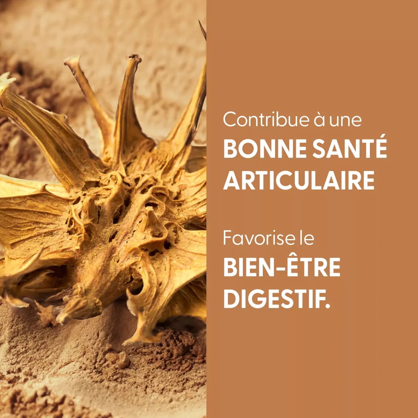 Harpagophytum bio (Harpagophytum Procumbens) – Extrait hydroalcoolique concentré