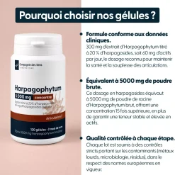 Harpagophytum concentré