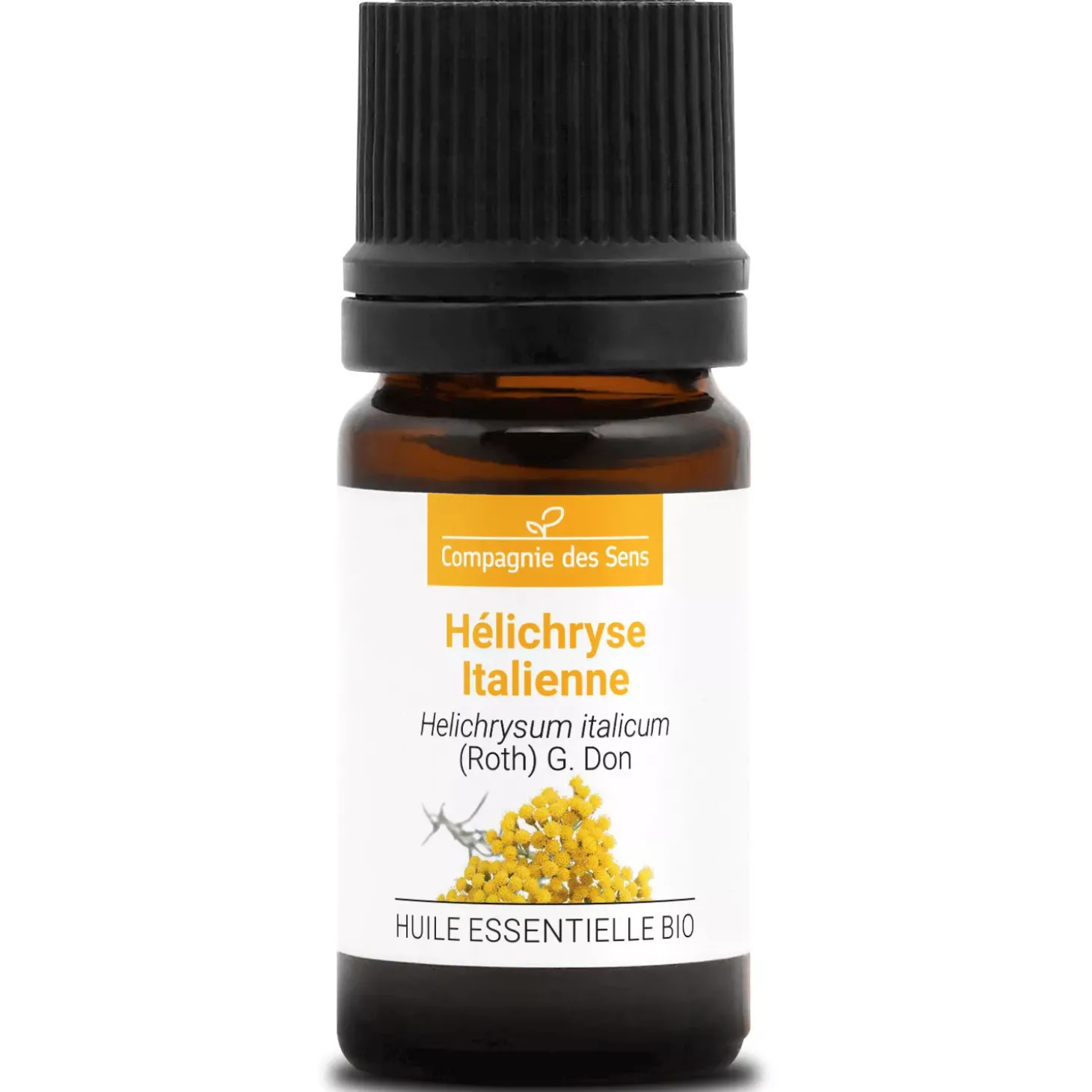 Hélichryse italienne