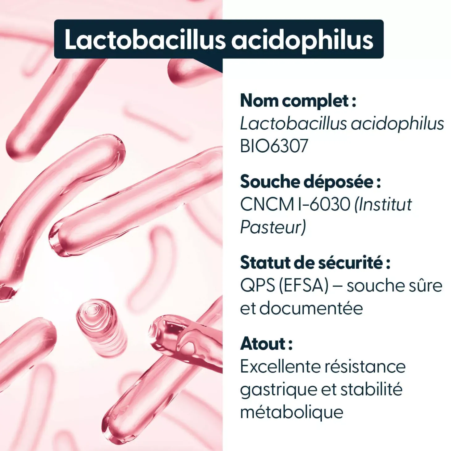 Lactobacillus acidophilus