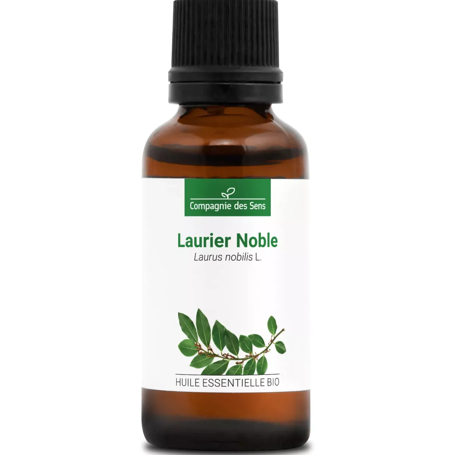 Laurier noble (Laurus Nobilis)