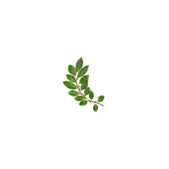 Laurier noble (Laurus Nobilis)