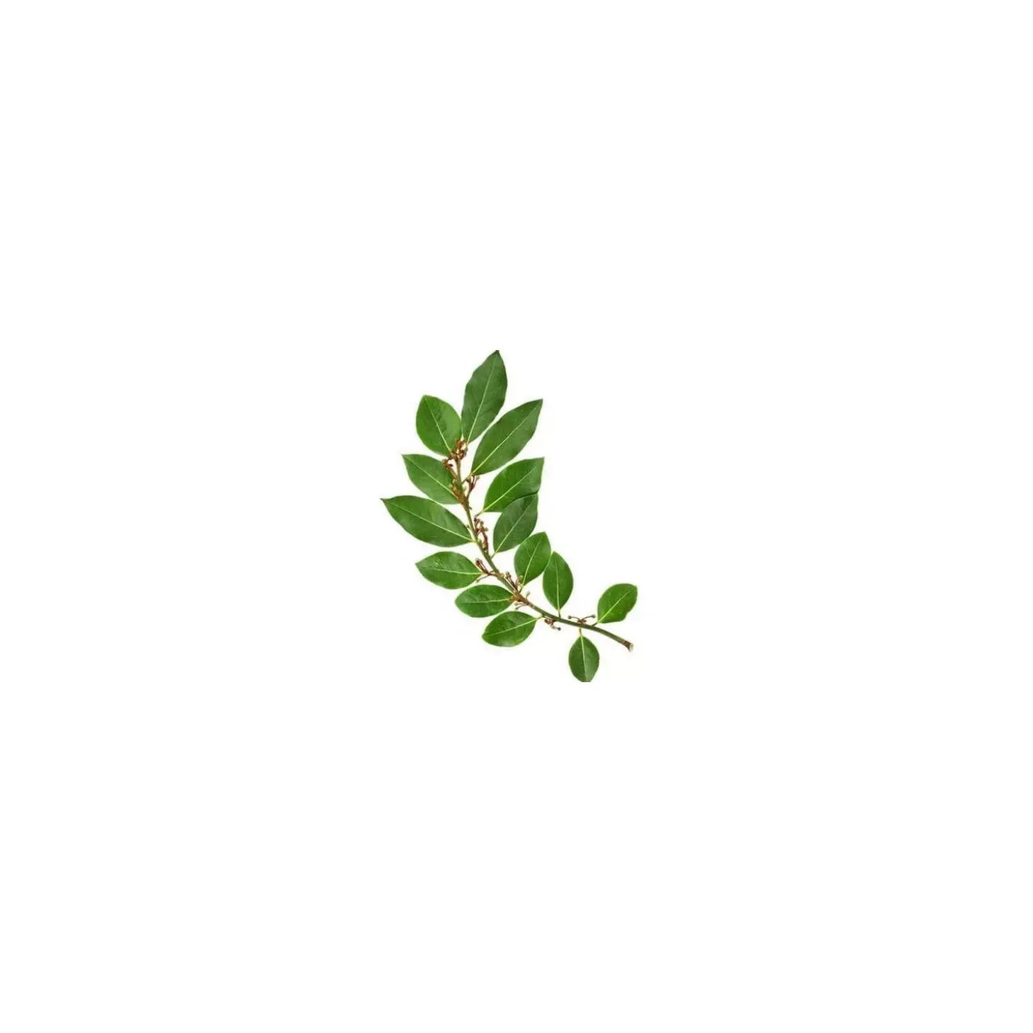 Laurier noble (Laurus Nobilis)