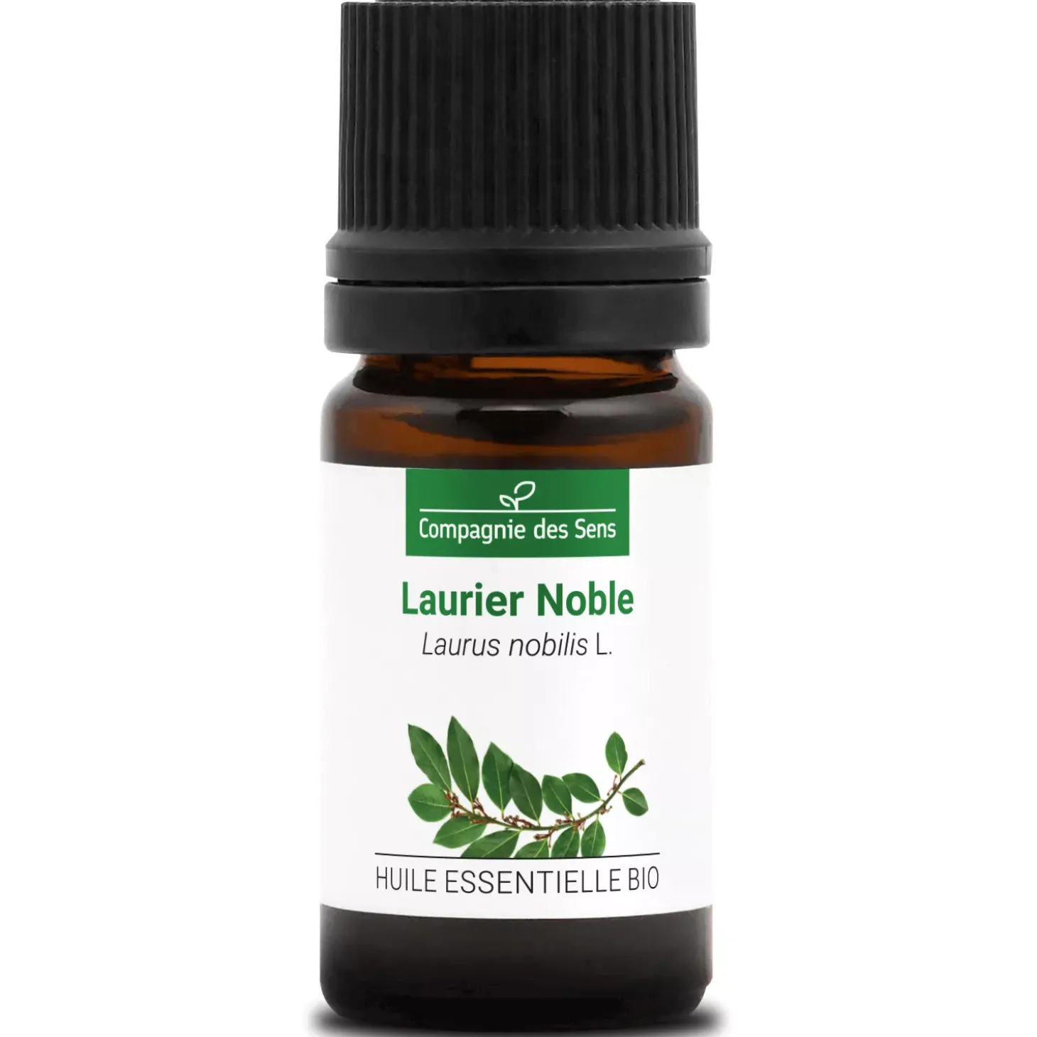 Laurier noble (Laurus Nobilis)