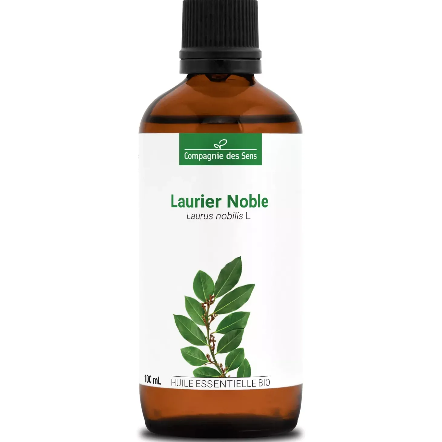 Laurier noble (Laurus Nobilis)