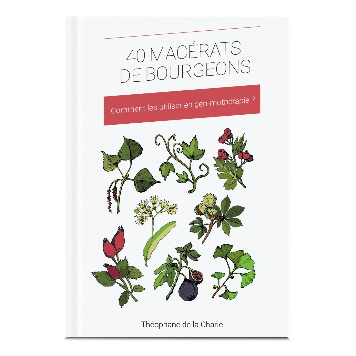 40 Macérats de bourgeons