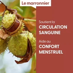 Marronnier bio (Aesculus Hippocastanum) – Macérat concentré de bourgeons frais