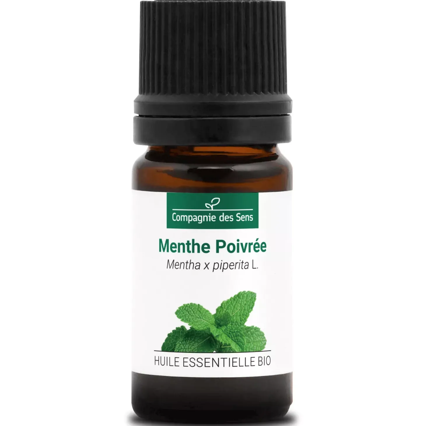 Menthe poivrée (Mentha piperita)