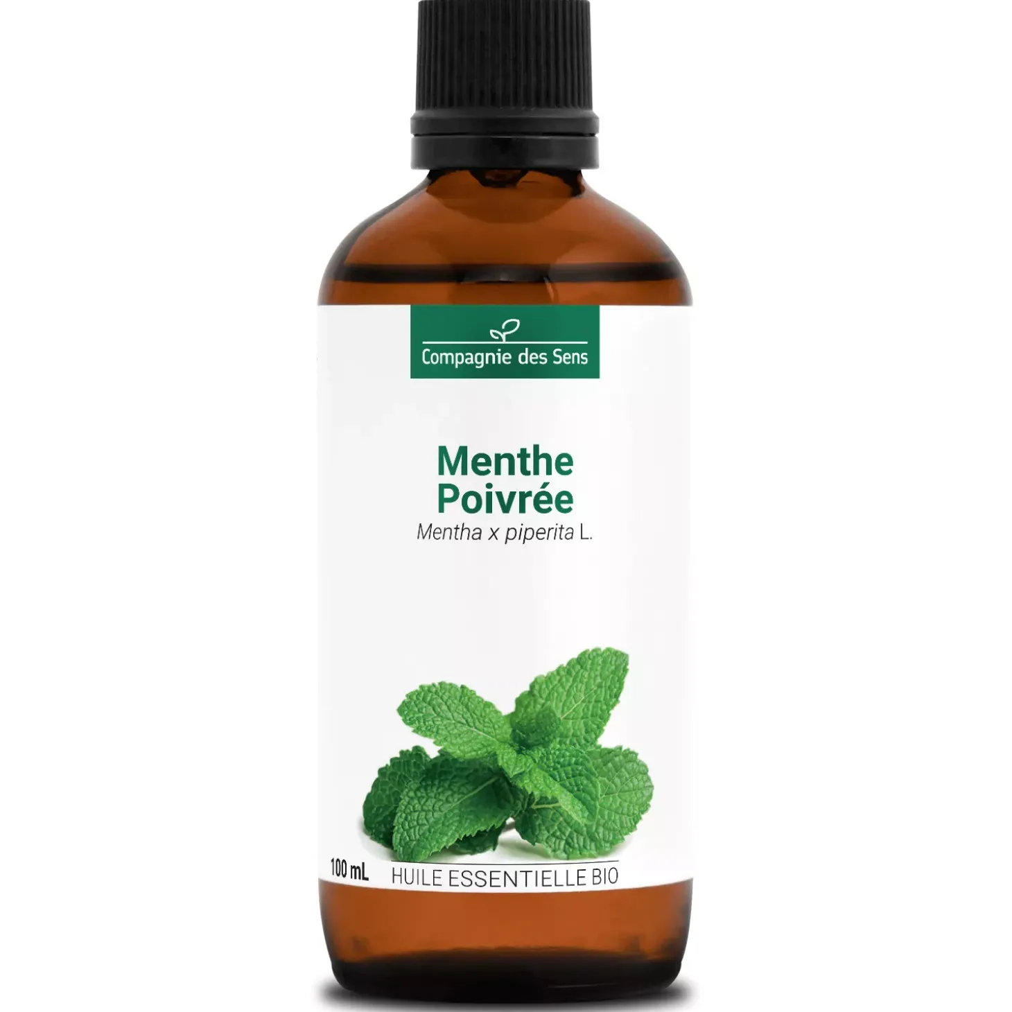 Menthe poivrée (Mentha piperita)