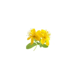 Millepertuis