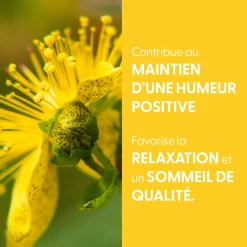 Millepertuis bio (Hypericum Perforatum) – Extrait hydroalcoolique concentré