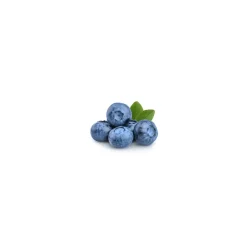 Myrtillier bio (Vaccinium Myrtillus) – Macérat concentré de bourgeons frais