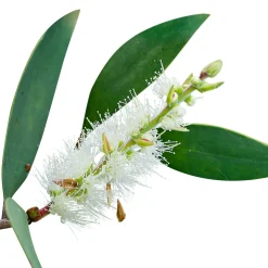 Niaouli   (Melaleuca viridiflora)