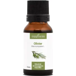 Olivier bio (Olea Europaea) – Macérat concentré de bourgeons frais