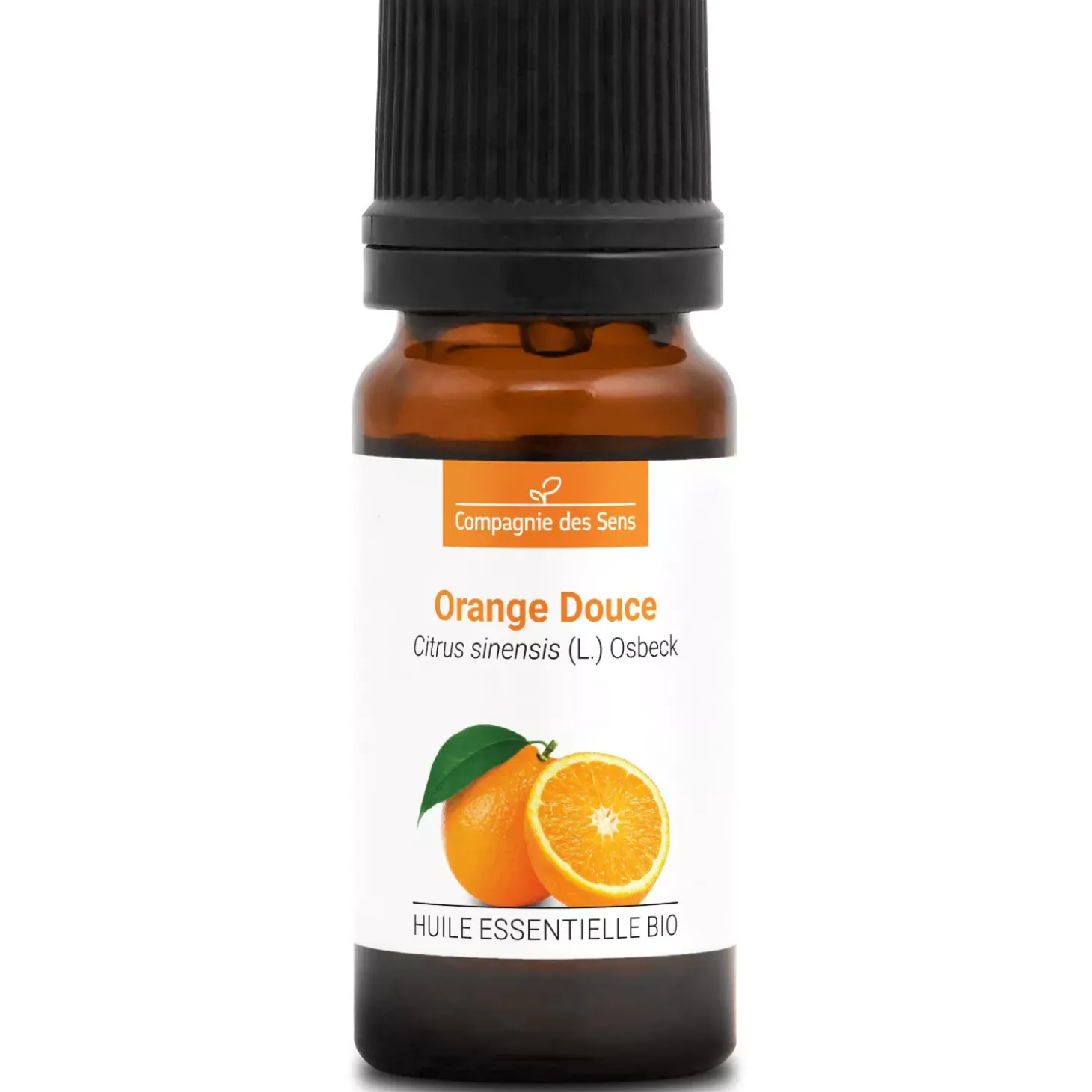 Orange douce (Citrus sinensis)