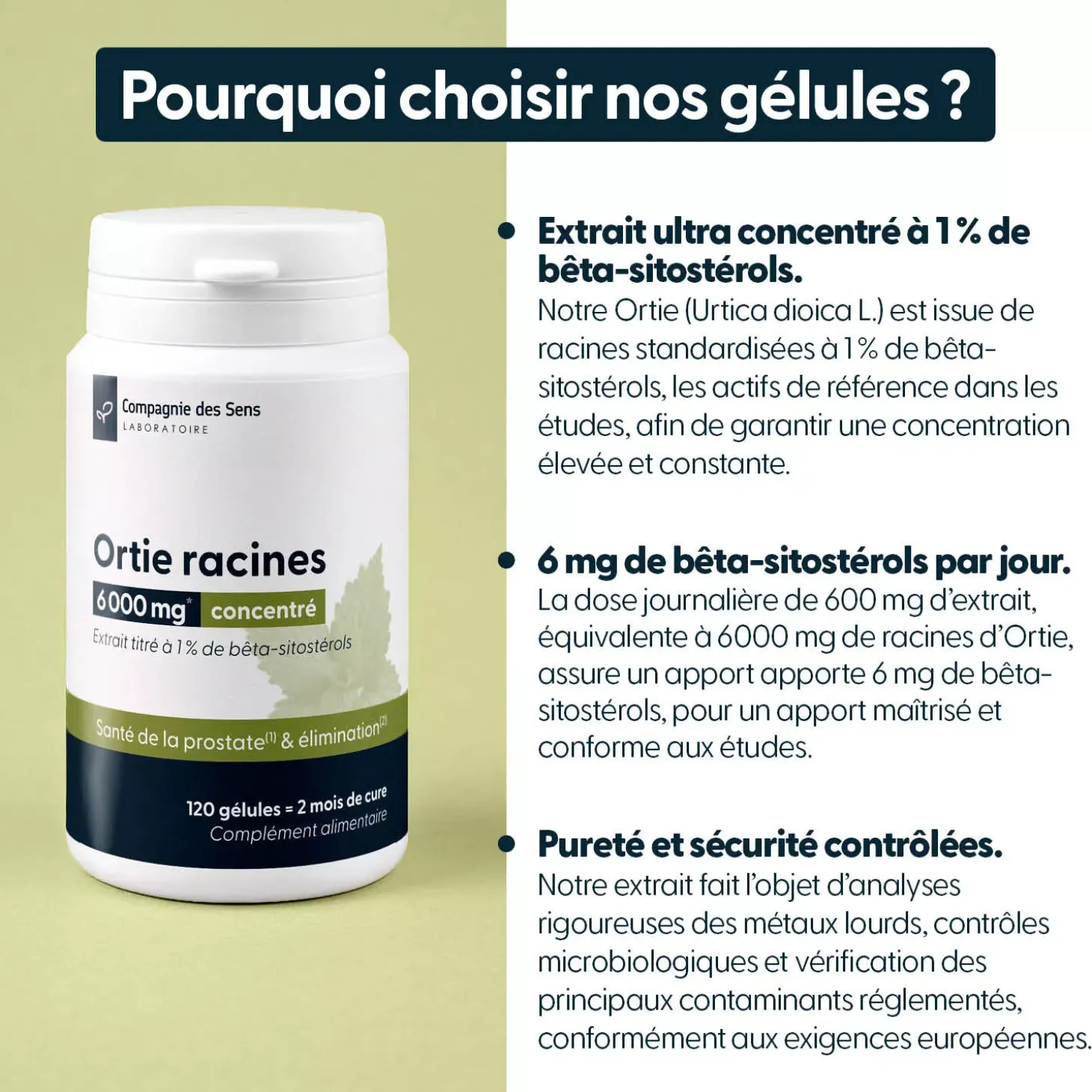 Ortie racines concentrées