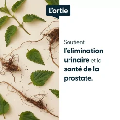Ortie racines concentrées