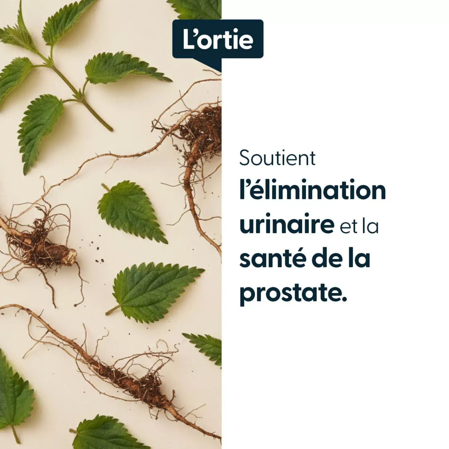 Ortie racines concentrées